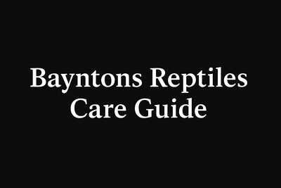 Baby Bearded Dragon Care Guide