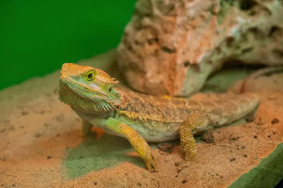 Bearded Dragon Care: Everything You Need to Know