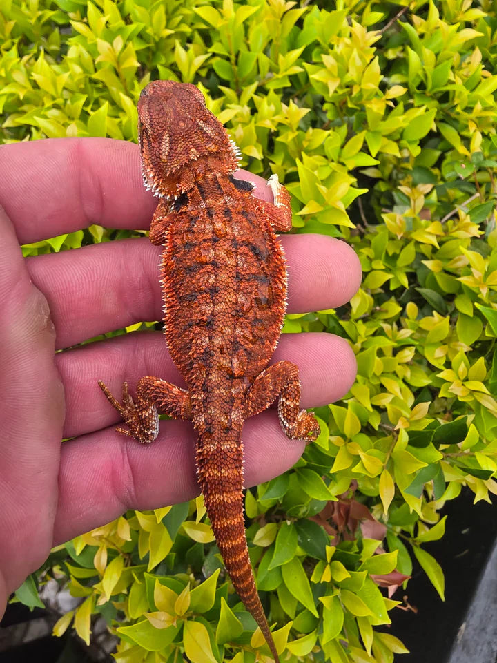 Live Bearded Dragons