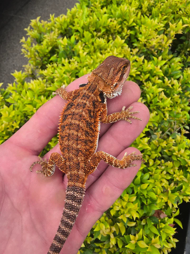 Dragon Reptiles
