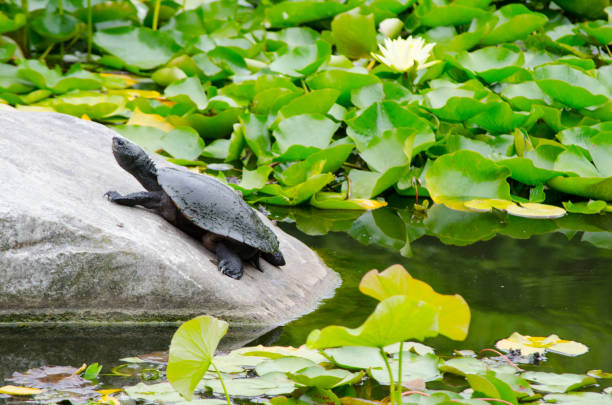 Turtle Pets Collection