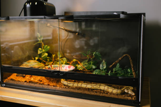 Reptile Habitats & Terrariums
