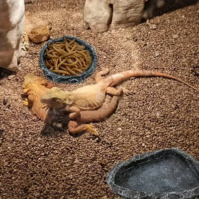 1 Pcs Realistic Stone - like Reptile Feeding and Water Bowls Safe and Durable Ideal for Bearded Dragons and Other Small Reptiles
