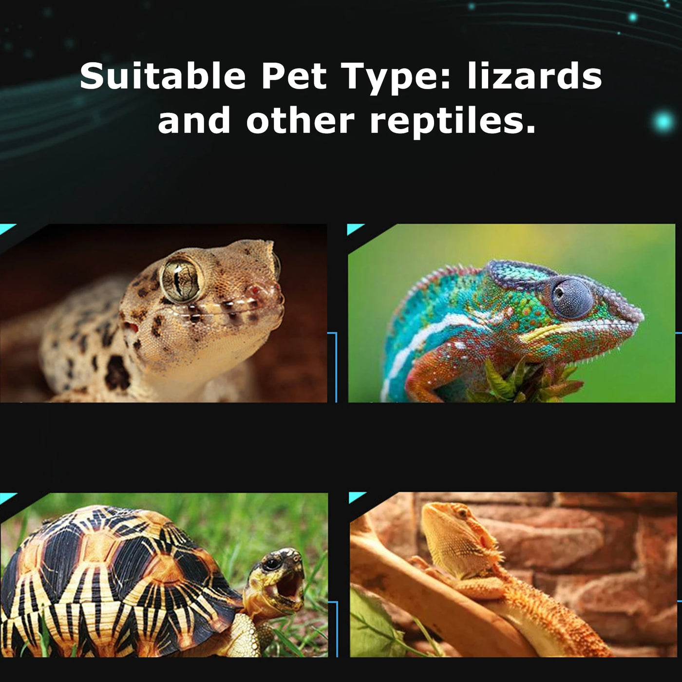 Reptile  Temperature Gauge Thermometer Reptile Terrarium Thermometer Hygrometer Digital Display Pet  Temperature Gauge