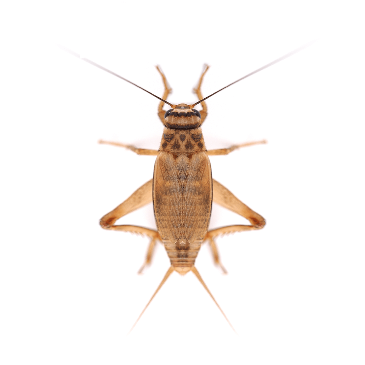 Live Silent Brown Crickets Pre-Pack