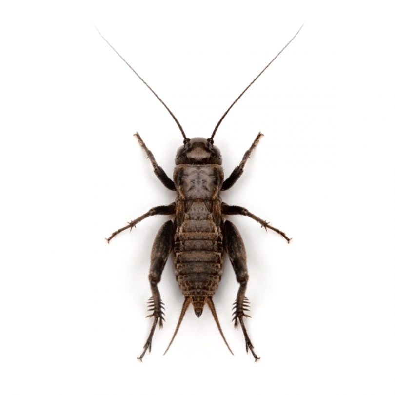 Black Field Crickets Pre-Pack