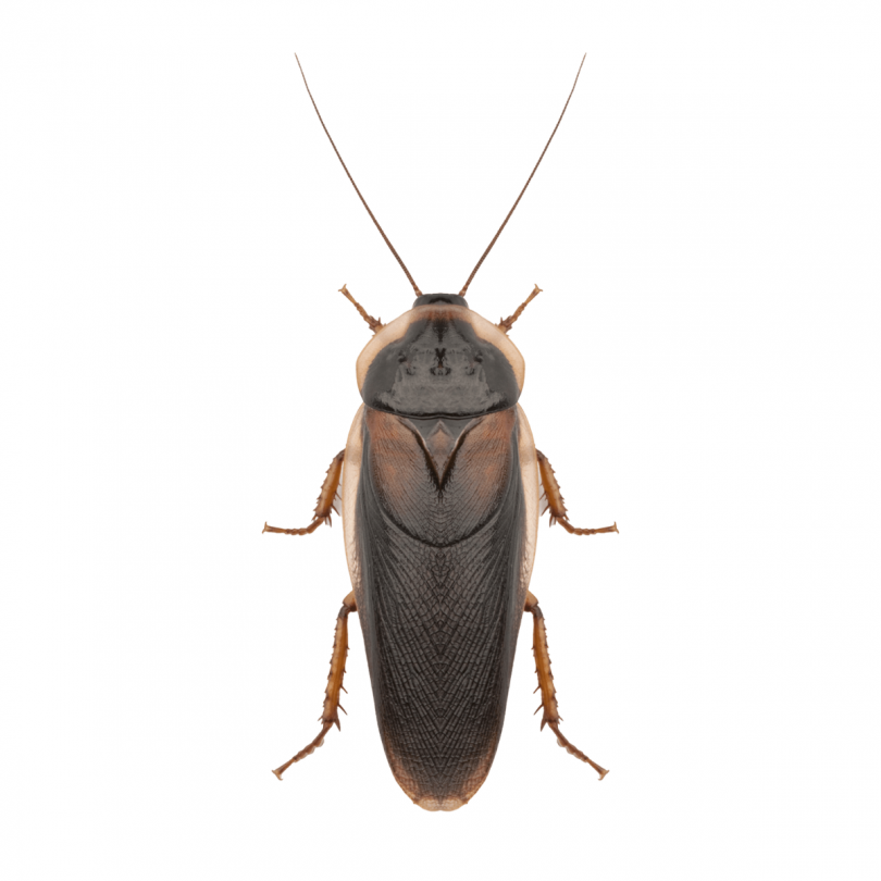 Live Feeder Cockroaches (Dubia) Pre-Pack