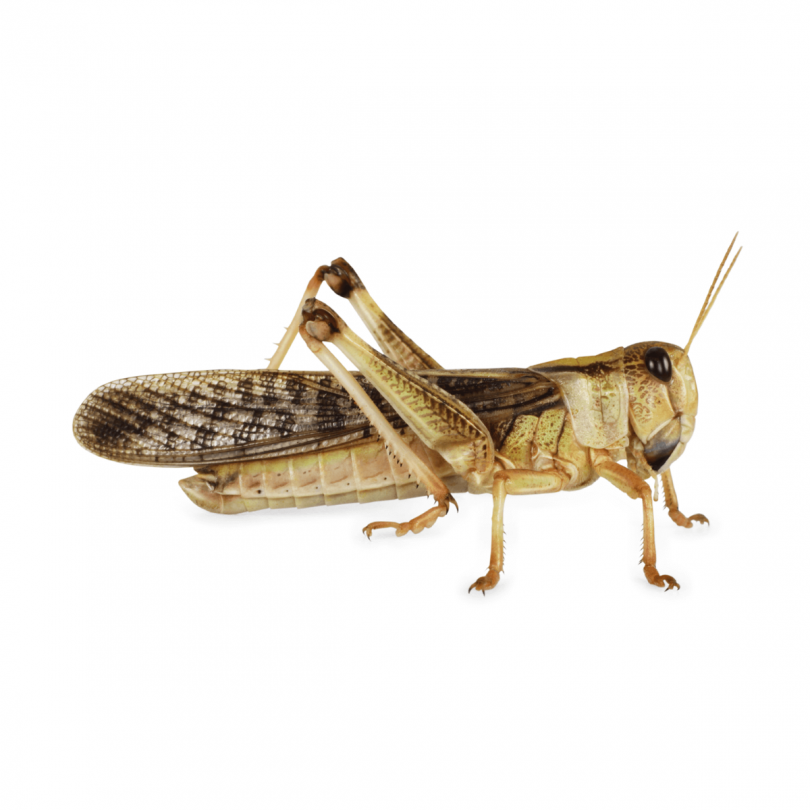 Live Locusts Bulk-Pack