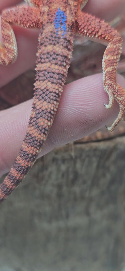 Red Devil Het Hypo Het Trans