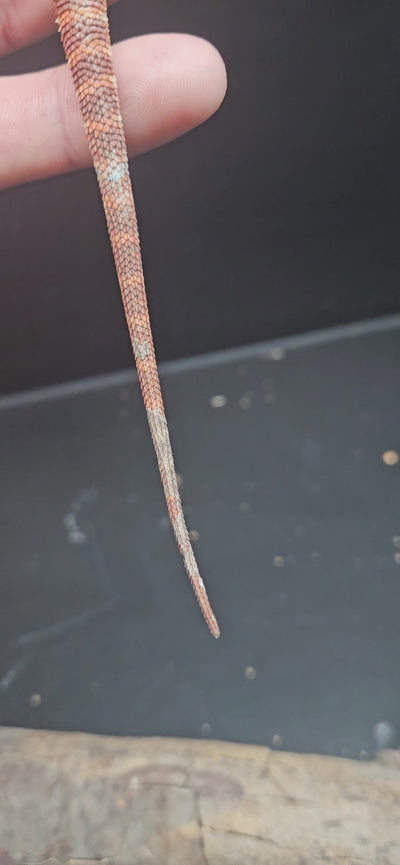 Red Devil Het Hypo Het Trans