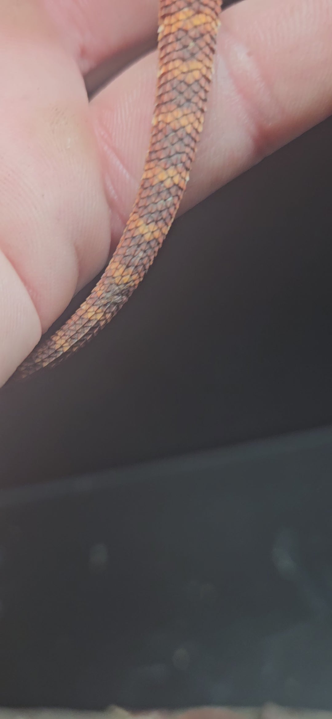 Red Devil Het Hypo Het Trans