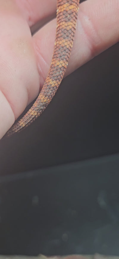 Red Devil Het Hypo Het Trans