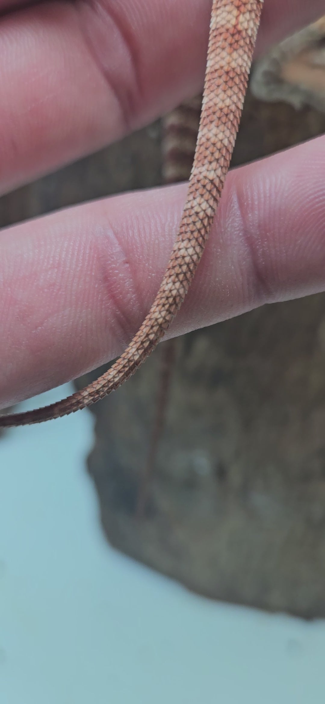 Red Devil Hypo Het Trans