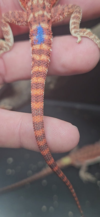 Red Devil Het Hypo Het Trans