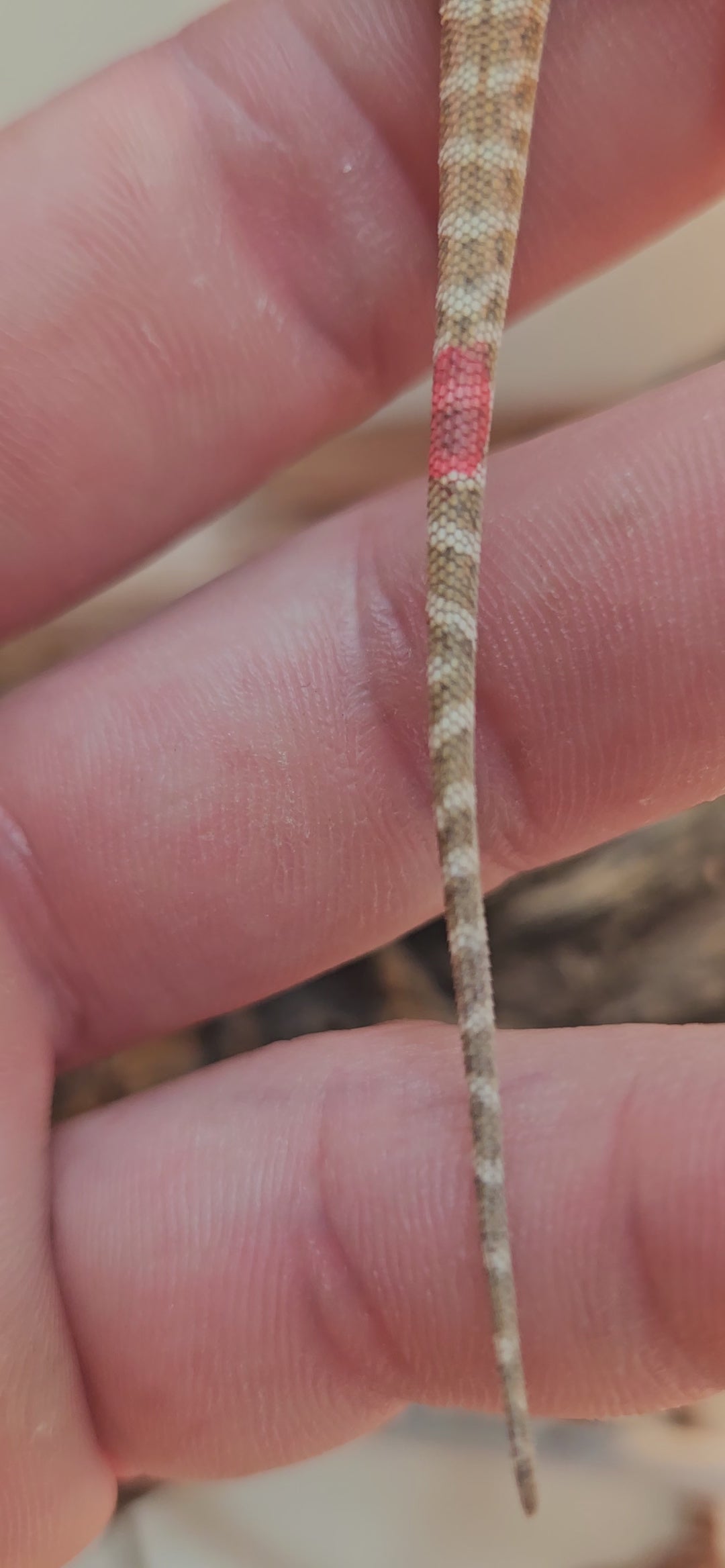 Red Phase Hypo Het Trans