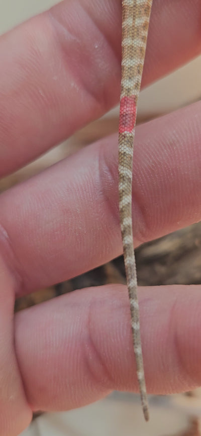 Red Phase Hypo Het Trans