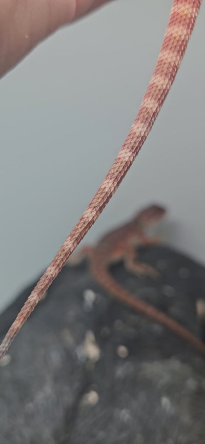 Red Devil Het Hypo Het Trans
