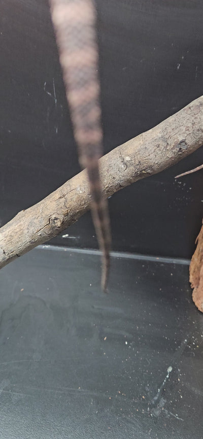 Purple Devil Het Hypo Het Trans