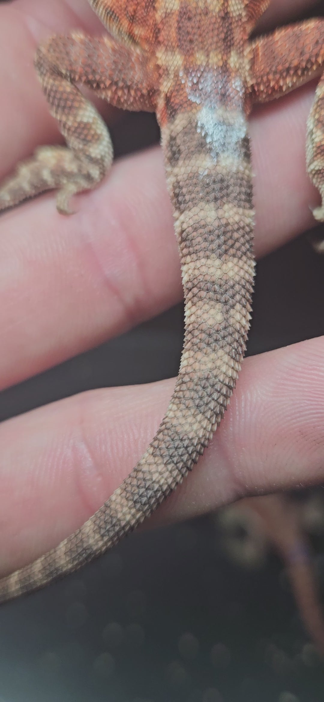 Red Devil Het Hypo Het Trans Leatherback