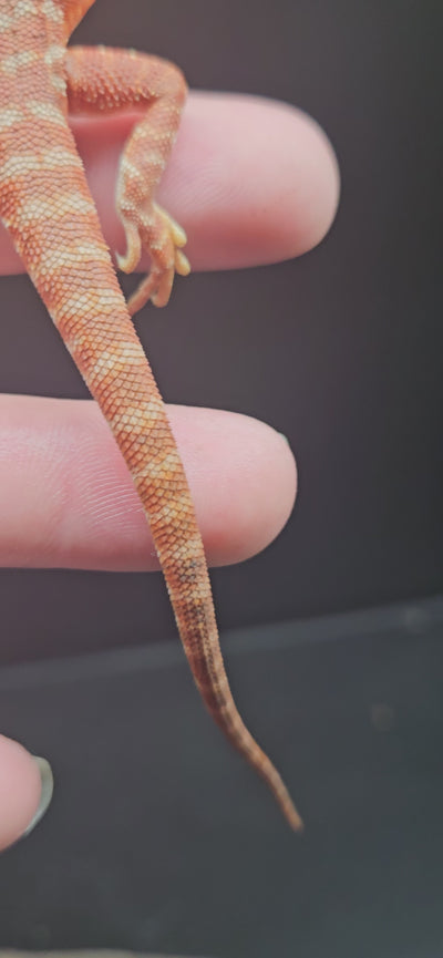 Orange Devil Het Hypo Het Trans