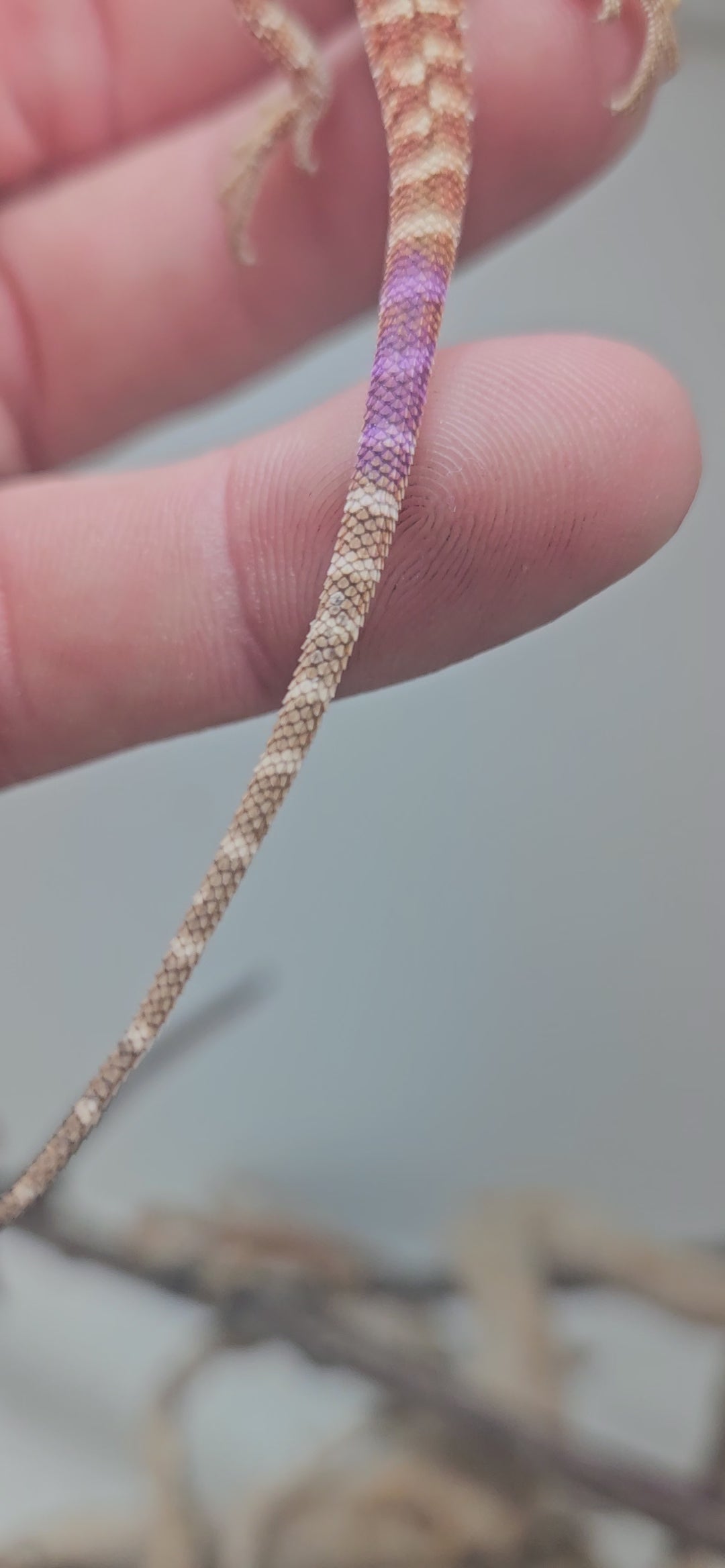 Red Phase 100% Het Hypo Het Trans