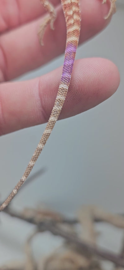 Red Phase 100% Het Hypo Het Trans