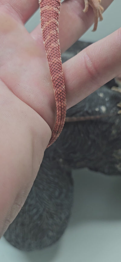 Red Devil Hypo Het Trans