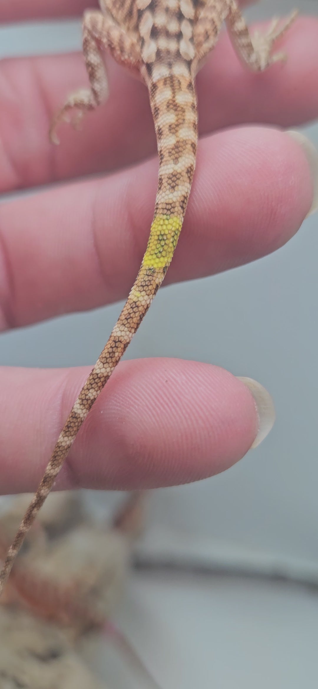 Red Phase Hypo Het Trans