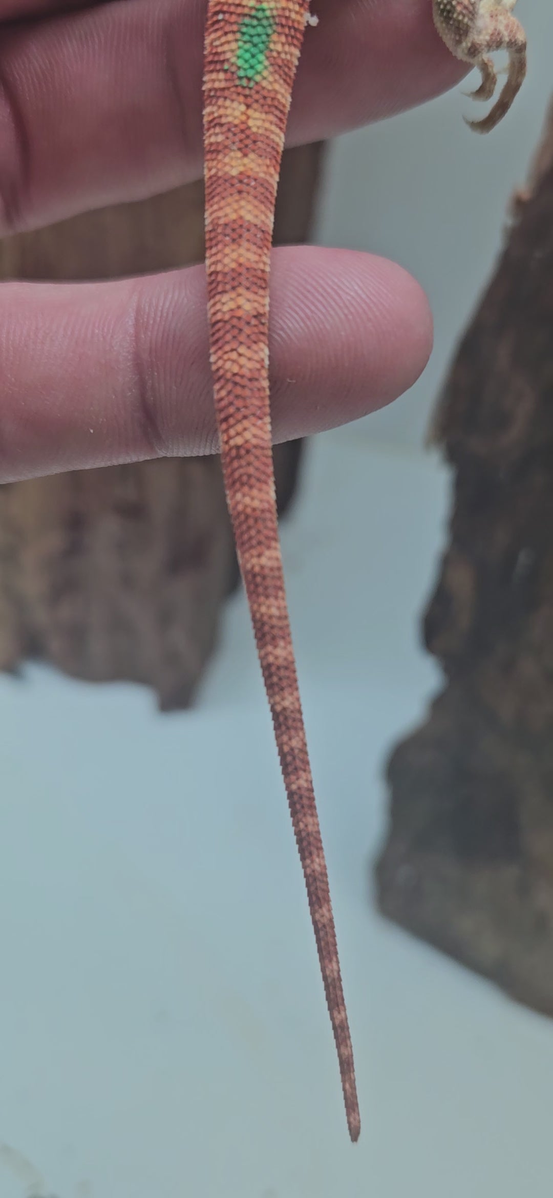 Orange Devil Hypo Het Trans