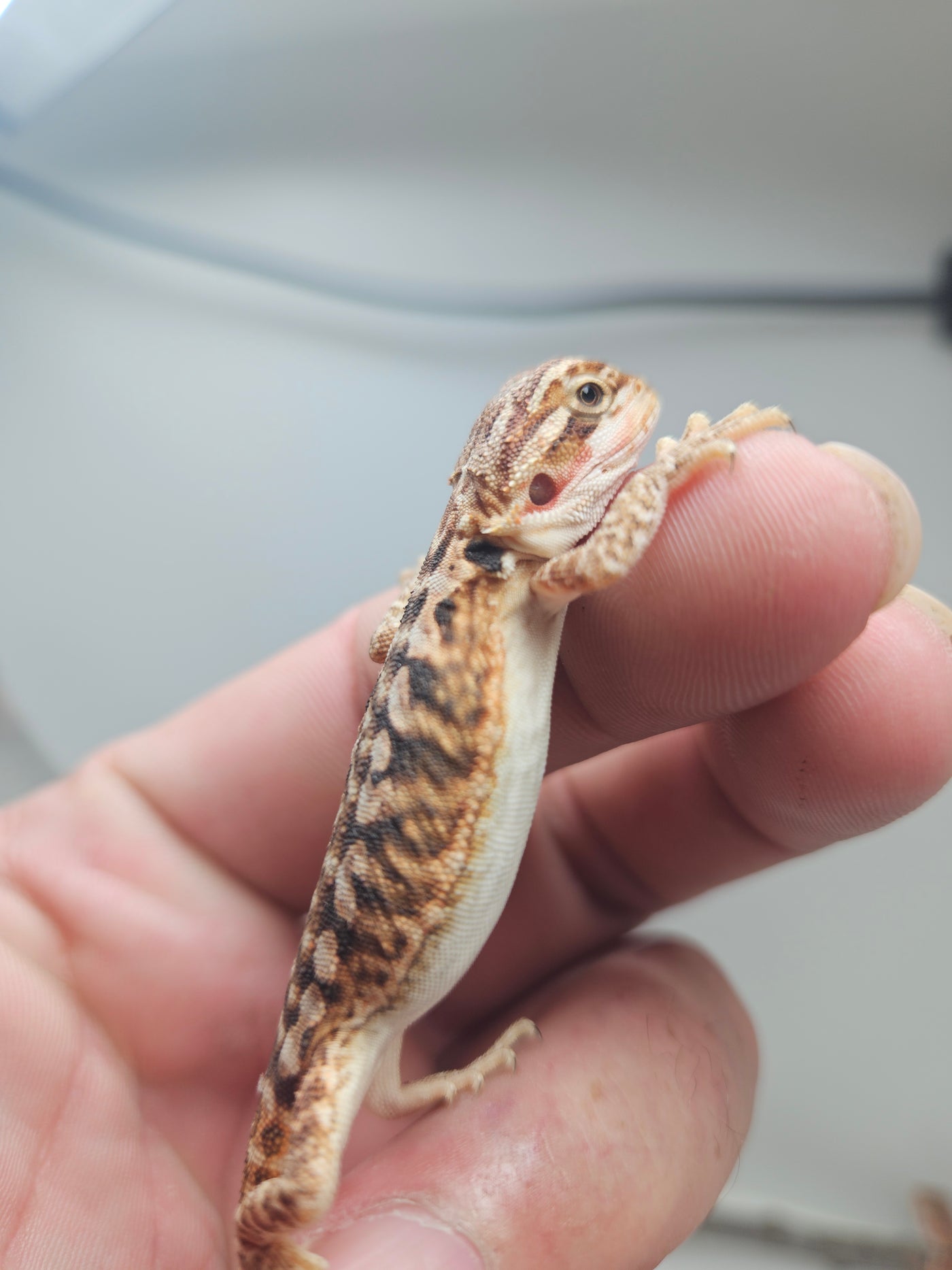 Red Phase Hypo Het Trans