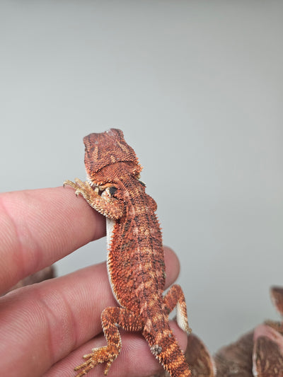 Red Devil Het Hypo Het Trans