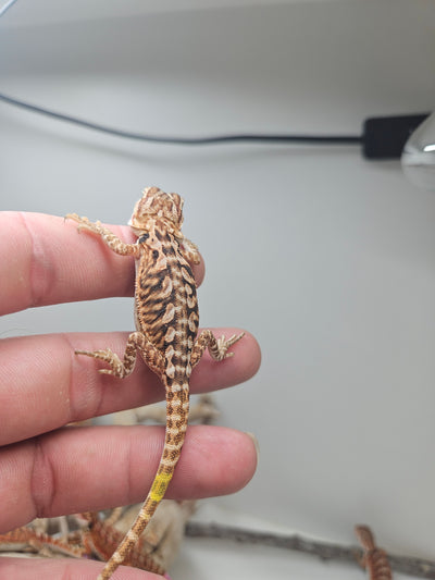 Red Phase Hypo Het Trans