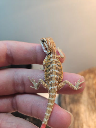 Red Phase Hypo Het Trans
