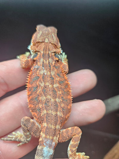 Red Devil Het Hypo Het Trans Leatherback