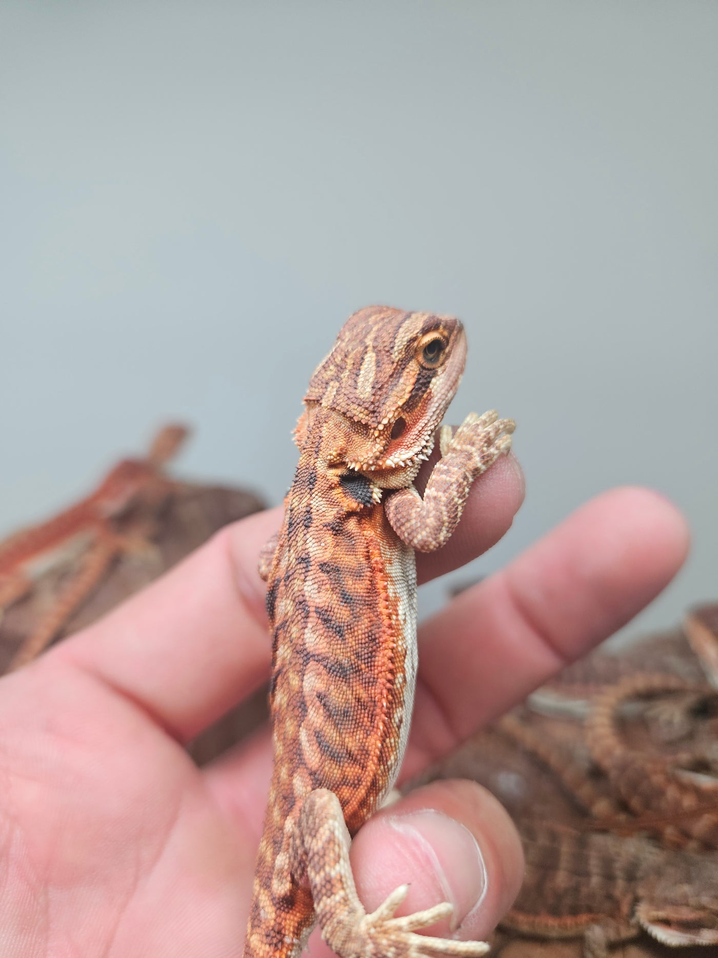 Red Devil Het Hypo Het Trans