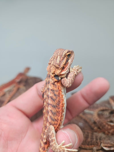 Red Devil Het Hypo Het Trans