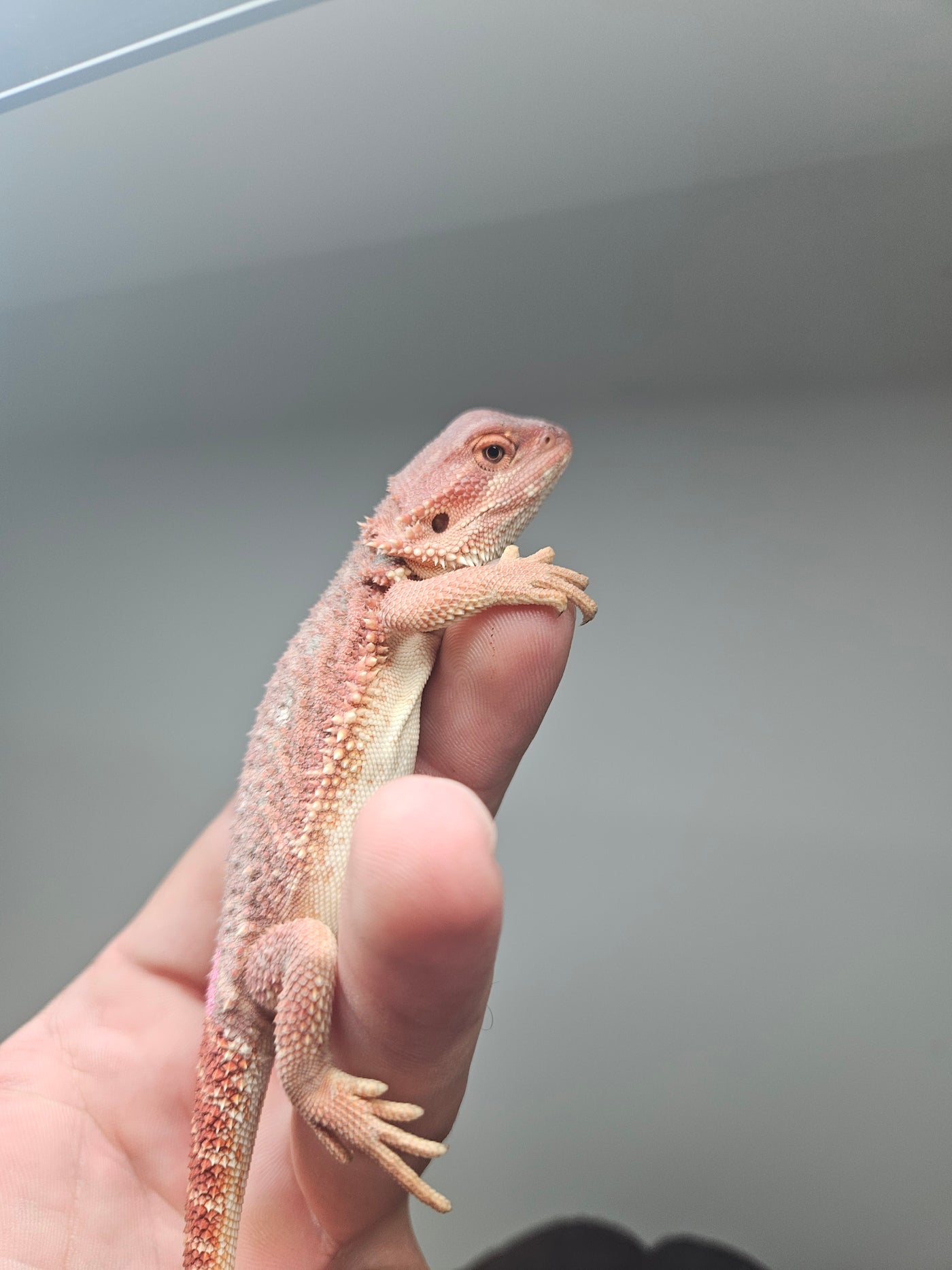 Red Devil Hypo Het Trans