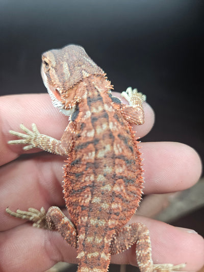 Red Devil Het Hypo Het Trans