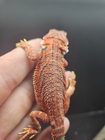 Red Devil Het Hypo Het Trans