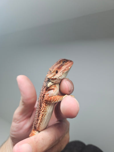 Red Devil Het Hypo Het Trans