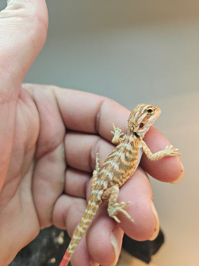 Red Phase Hypo Het Trans