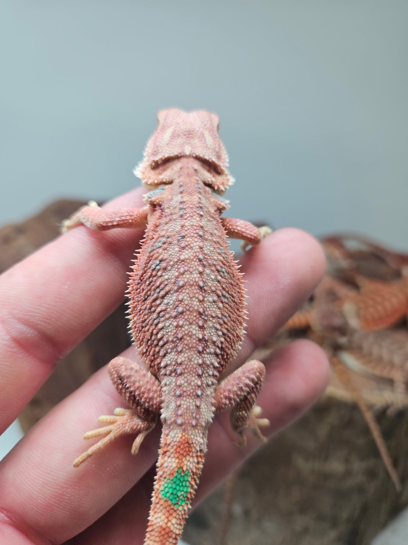 Red Devil Hypo Het Trans
