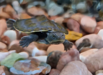 Macquarie Short-Necked Turtle hatchlings (Emydura macquarii)
