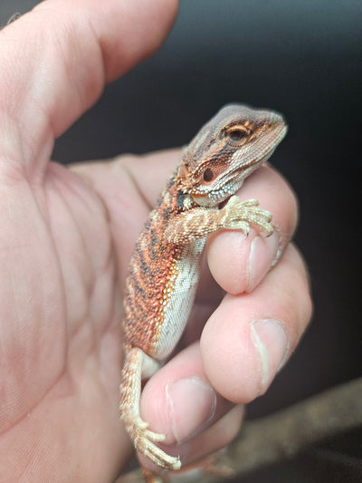 Red Devil Het Hypo Het Trans