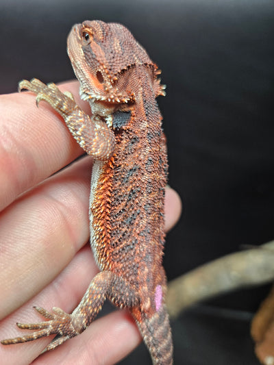 Purple Devil Het Hypo Het Trans