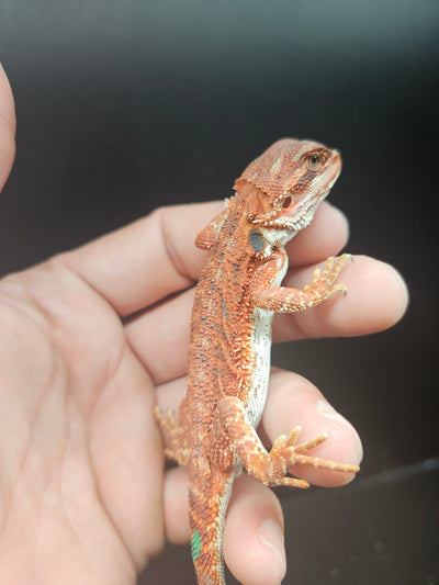 Red Devil Het Hypo Het Trans