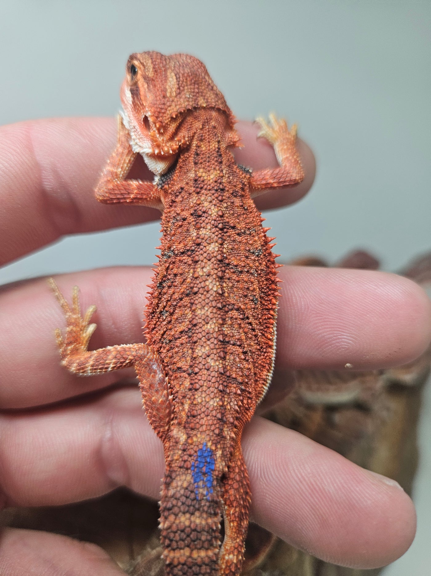 Red Devil Het Hypo Het Trans