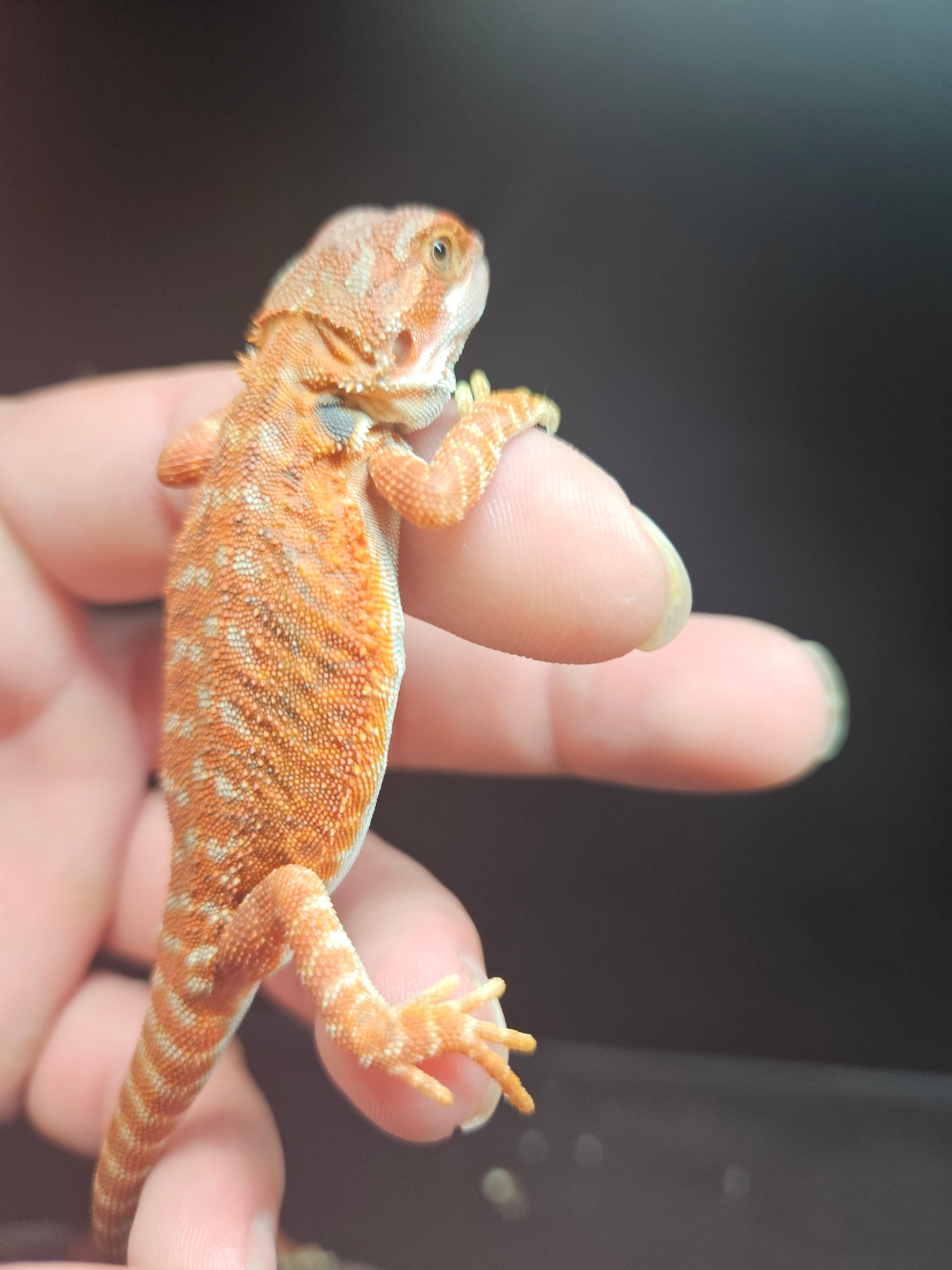 Orange Devil Het Hypo Het Trans