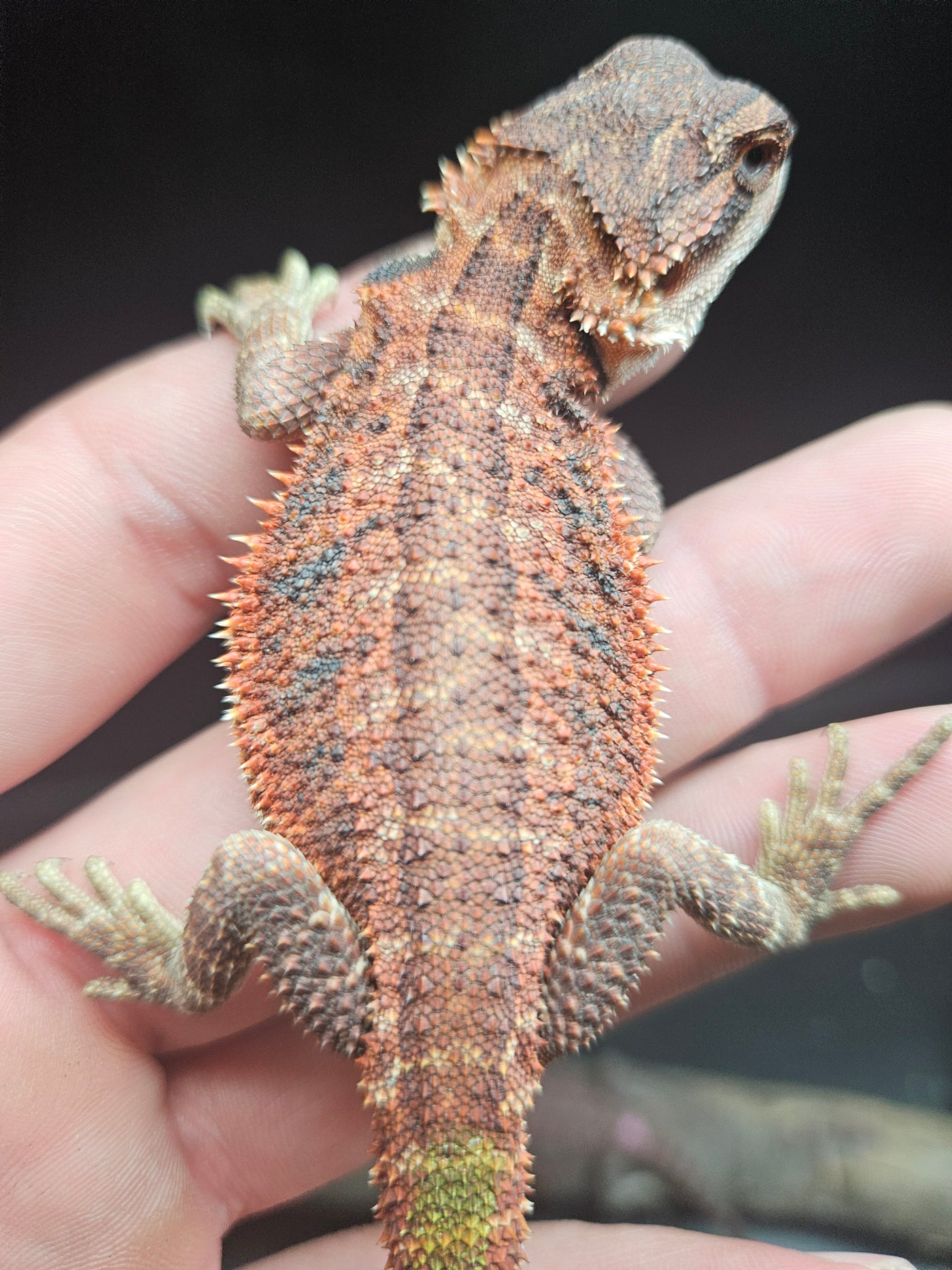 Red Devil Het Hypo Het Trans