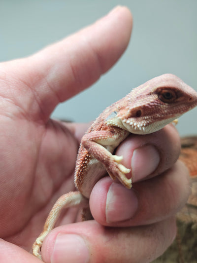 Red Devil Hypo Het Trans
